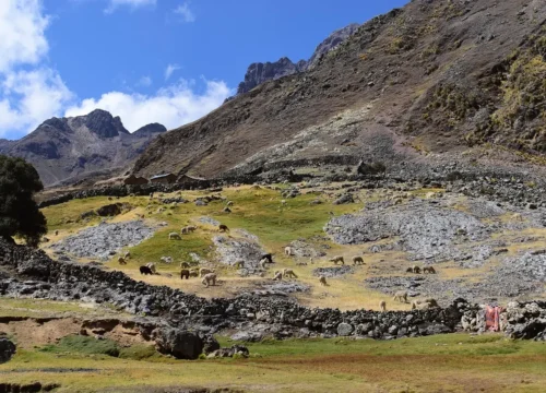 Preparación para la Altura: Consejos de Expertos Locales para tu Viaje a Cusco